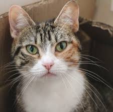 Gorgeous Ivy Kedi