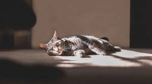 There are many ways you can neutralize odors from cat urine. Best Cat Urine Carpet Cleaner How To Get Rid Of The Cat Pee Smell