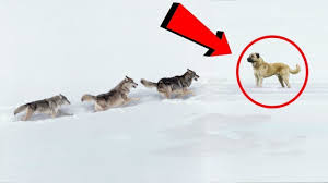 7 Wolves Attack 2 Kangal Dogs When Powerful Dogs Meet Wolf This Is What Happens 2019 Youtube Kangal Dog Dog Meet Animal Tv