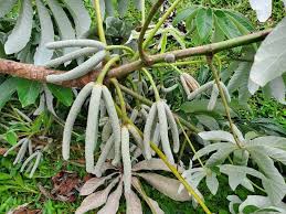 Image result for Cecropia