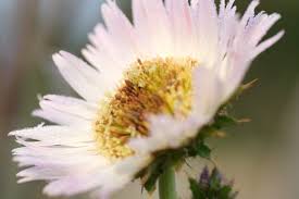 Image result for Berkheya