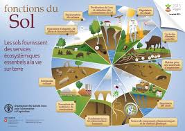 Les Fonctions Du Sol Travaux Manuels De La Mer Jardin Permaculture Agroecologie