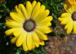 From vivacious flower arrangements to sparkling mimosa flights, we have it all. 2019 Annual Flower Trial Garden S Winning Flowers Morning Ag Clips