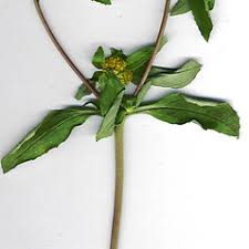 Image result for Flaveria trinervia