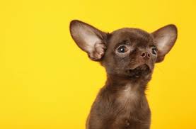 Let's take a step back from the world of fiction for a moment, and check out some stylish dog names instead. Top 500 Small Dog Names Adorable Cute Tiny Ideas All Things Dogs All Things Dogs