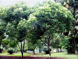Image result for Syzygium niassense
