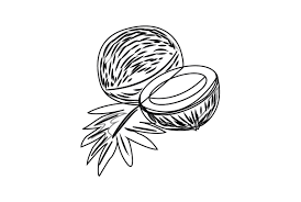 Download Coconut Fruit Vector Outline Graphic By Alfinasillustration1 Creative Fabrica SVG Cut Files