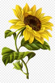 Butterfly Sunflower Drawing Free Transparent Png Clipart Images Download More than 800,000 products make your work easier.