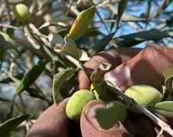 Di Tutti I Colori Raccogliere E Molire Le Olive Quest Anno Puo Far Male Alla Salute