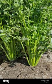 Image result for Apium graveolens