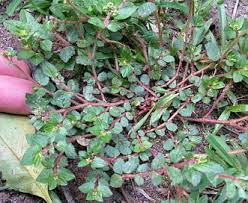 Image result for Euphorbia granulata