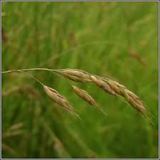 Image result for Bromus  commutatus