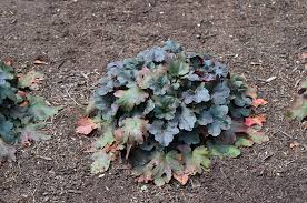 Colors and flowers may vary due to availability magnificent purples and lavenders proudly compliment each other with accents of cream in this all around design. Mt Cuba Center Heuchera Purple Mountain Majesty Mt Cuba Center