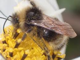 Image result for Bombus flavidus