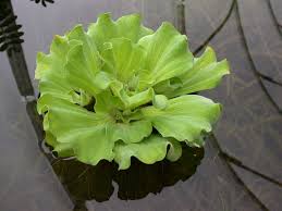 Image result for Pistia