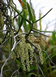 Image result for Diaphananthe sarcophylla