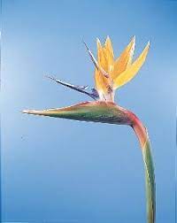 Bird Of Paradise Flowers Name List Paradise Flowers Flower Names