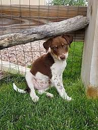 Check spelling or type a new query. Colorado Springs Co Australian Shepherd Meet Aussie Mix Pups A Pet For Adoption