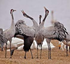 Danceing Birds From Spring Cute Animals Animal Pictures Birds