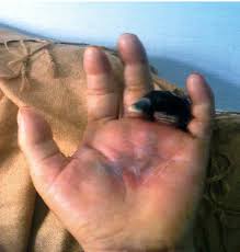 Did you scroll all this way to get facts about woman middle finger png? A 65 Year Old Female Presented With A Black Contracted Left Ring Finger Download Scientific Diagram