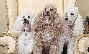 Look at pictures of poodle (standard) puppies who need a home. 5 Types Of Poodles All Kinds Of Fluffy Sizes Shapes And Colors