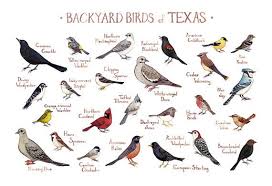Birds Of Southeast Texas This Watercolor Painting Features 25 Backyard Birds Of Texas As A Field Guide Chart It Features The Following Bird Backyard Birds Birds Of Georgia Bird Poster