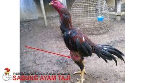 Bentuk Postur Paha Ayam Aduan Berkualitas Sabung Ayam Online Ayam Bentuk