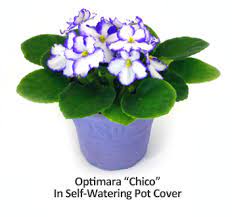 The right planting mix for cactus plants has superior drainage and. Plant Care Instructions For African Violets