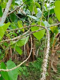 Image result for Tinospora fragosa