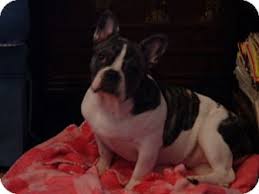 Jacksonville we have male and female english bulldog puppies, they are home raised and will come to you with all their papers. Amelia Island Clearwater Jacksonville Fl French Bulldog Meet Booboo A Pet For Adoption