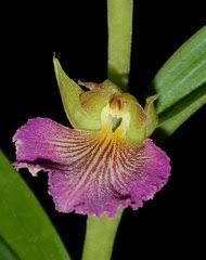 Image result for Brachycorythis angolensis