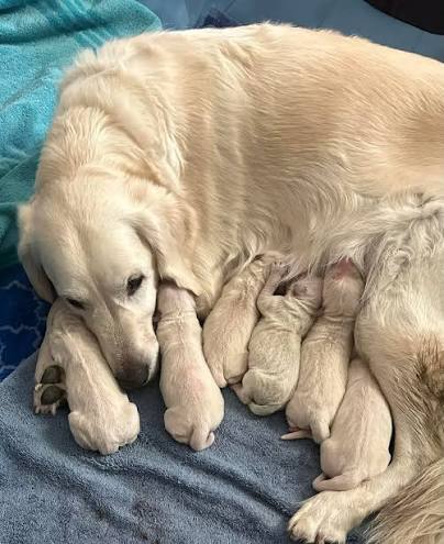 English Cream Golden Retriever Daisy has 6 puppies