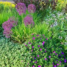 Image result for Geranium sanguineum Max Frei