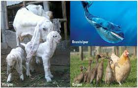 Check spelling or type a new query. Ciri Ciri Hewan Vivipar Ovipar Dan Ovovivipar Serta Contoh Gambarnya Lengkap Ruangbiologi Co Id