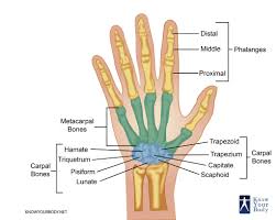 hand bones anatomy structure and diagram