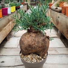 Image result for Pachycarpus eximius
