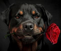 Dog Holding A Rose Show Me How Rottweiler Rottweiler Pictures Rottweiler Care