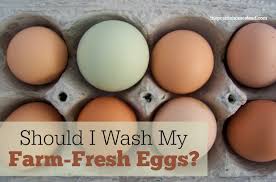 If the egg sinks it's good to go, if the egg floats it got spoiled. Eggs To Wash Or Not To Wash The Prairie Homestead