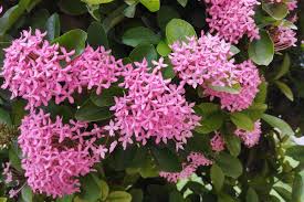 Image result for Ixora sp. A