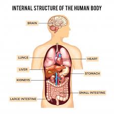 The left side of the brain controls the right side of the body. Human Body And Organs Systems Human Body Organs Human Body Organs Anatomy Human Anatomy Picture