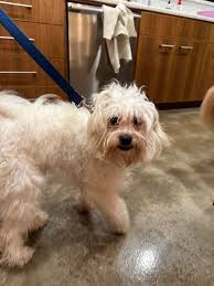 Austin Lost and Found Pets