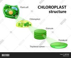 This rigid outer covering of the cell protects the plant cell and gives it shape. Chloroplast Structure Vector Photo Free Trial Bigstock