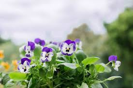 Violas are often the first seedlings for sale in nurseries in spring in colder climates and at the end of the summer in warm areas. Violas Plant Care Growing Guide