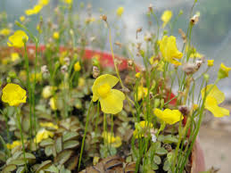 Image result for Utricularia gibba