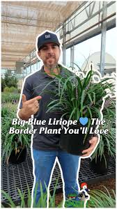 Image result for Ledebouria luteola