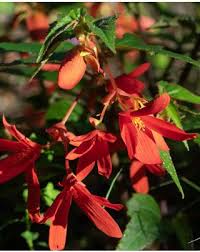 Image result for Begonia nyassensis