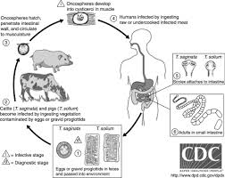 Image result for Beef Tapeworm