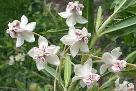 Image result for Gomphocarpus physocarpus