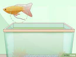 How To Feed Guppies 13 Steps With Pictures Wikihow