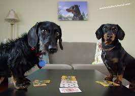 5.0 out of 5 stars 1. The Truth About Wire Haired Dachshunds Crusoe The Celebrity Dachshund